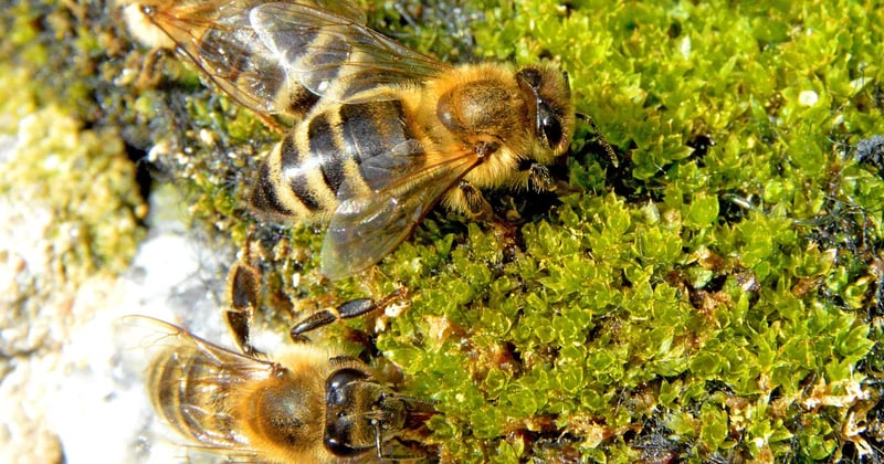 Maden in der Biotonne? Diese 7 Hausmittel helfen sofort