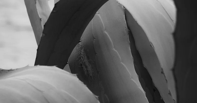 Agave als Zimmerpflanze: Pflege, die funktioniert