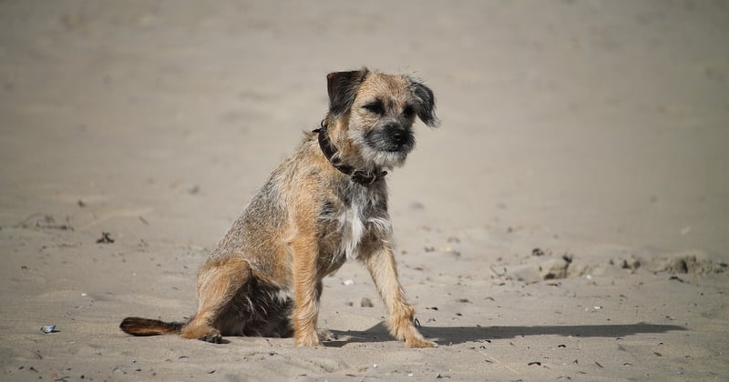 Border Terrier: Der komplette Ratgeber für Halter