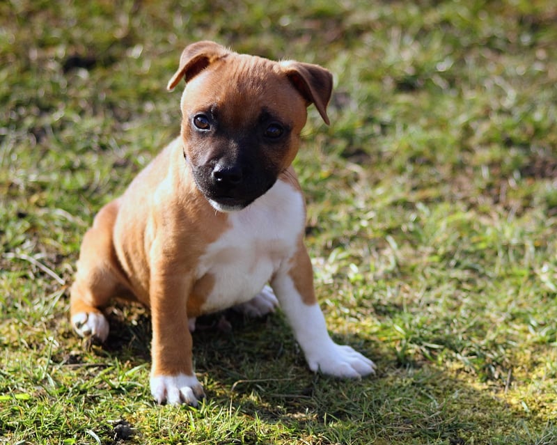 Staffy: Der komplette Ratgeber für Halter und Interessierte
