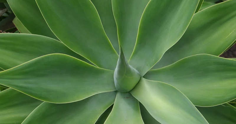 Die vielen Verwendungen der Agave
