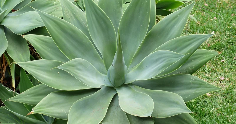 Warum die Agave mehr verdient als einen Platz im Regal