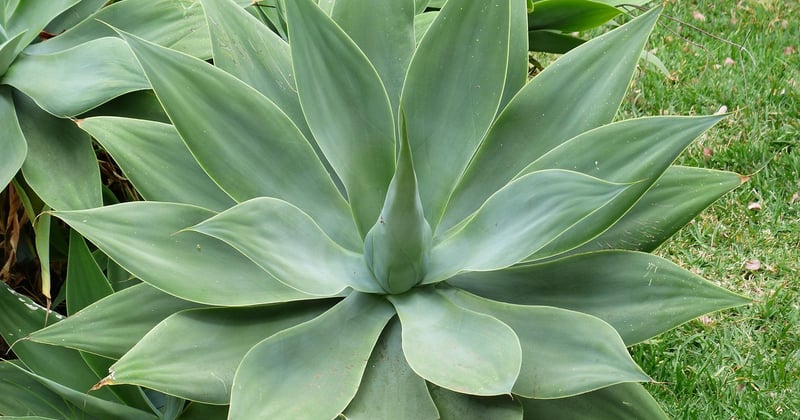 Agave: Die Wüstenpflanze, die dein Zuhause und deinen Cocktail verwandelt