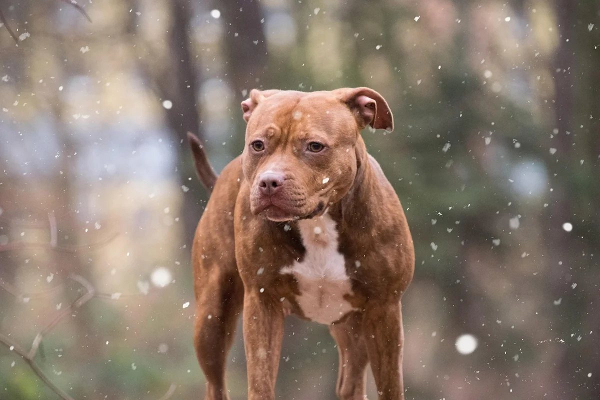 Staffy als Listenhund – was heißt das konkret in Deutschland?