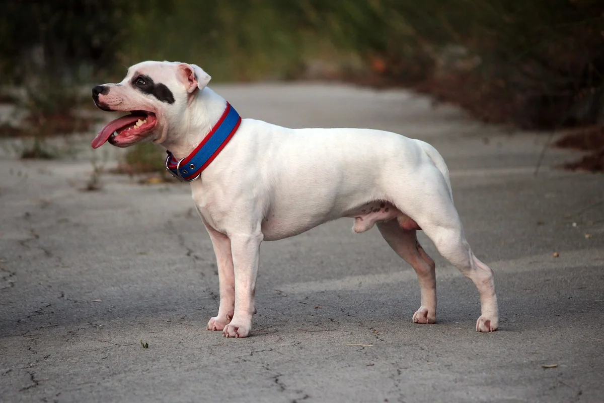 Staffordshire Bullterrier oder AmStaff – was meinst du eigentlich, wenn du „Staffy" sagst?