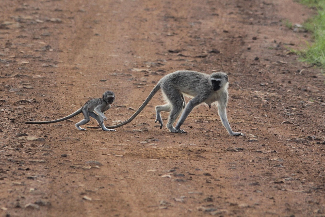 ein umfassender elternratgeber mit praktischen tipps und strategien zur erziehung und förderung von kindern jeden alters.